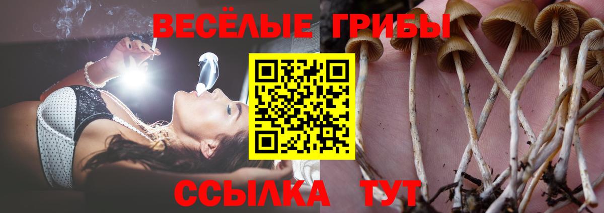 Псилоцибиновые грибы GOLDEN TEACHER Свободный
